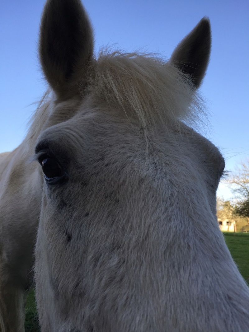 DPT 21 - 27 ans - Anaïs, ONC Poney- adoptée par Manon et sa famille - Page 3 F3645f10