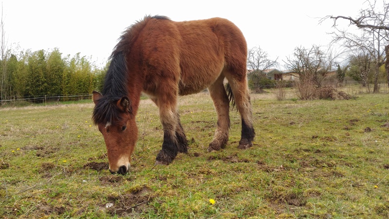 Dpt 48 - Heidi, pouliche Comtoise/Bretonne - Adoptée par Sara J. (2018) P_201813