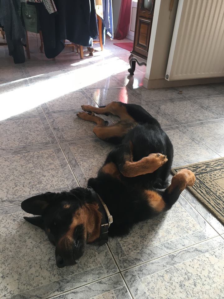 Emmy, femelle Beauceronne de 8 ans Emmy110