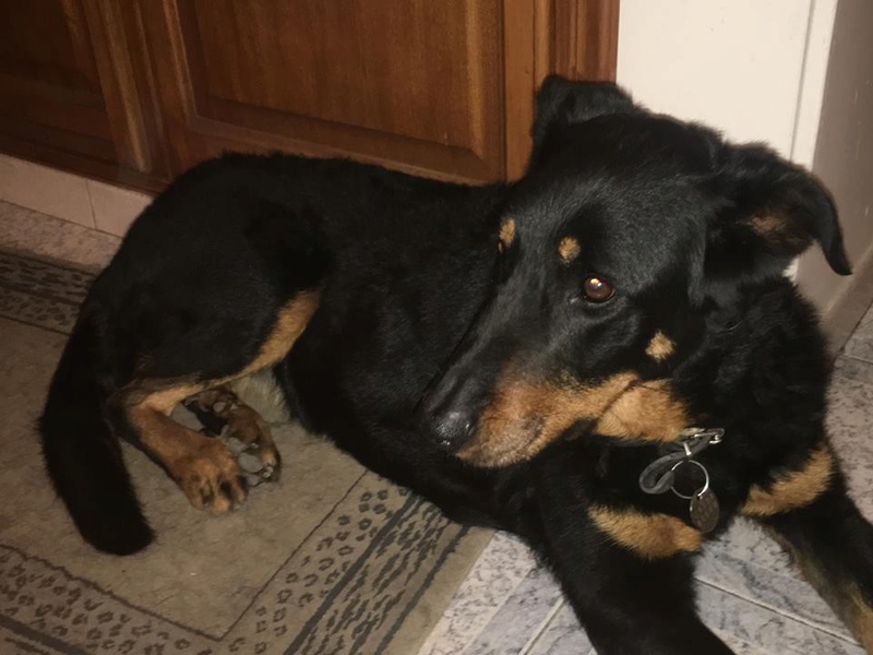 Emmy, femelle Beauceronne de 8 ans Emmy510