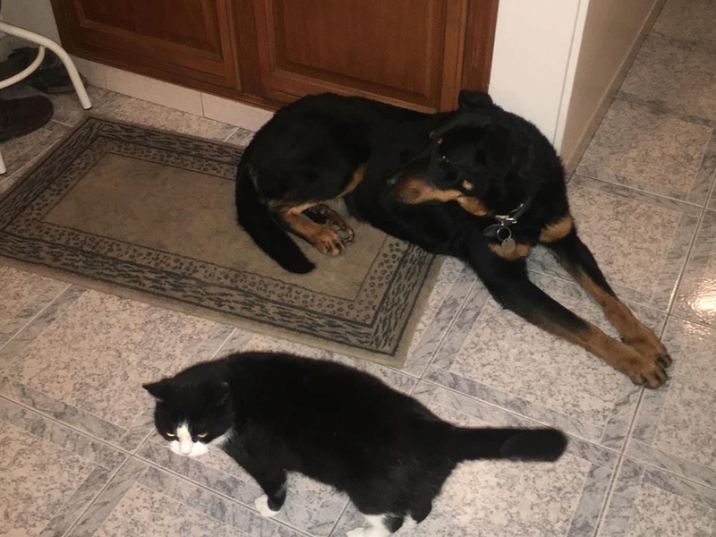 Emmy, femelle Beauceronne de 8 ans Emmy610