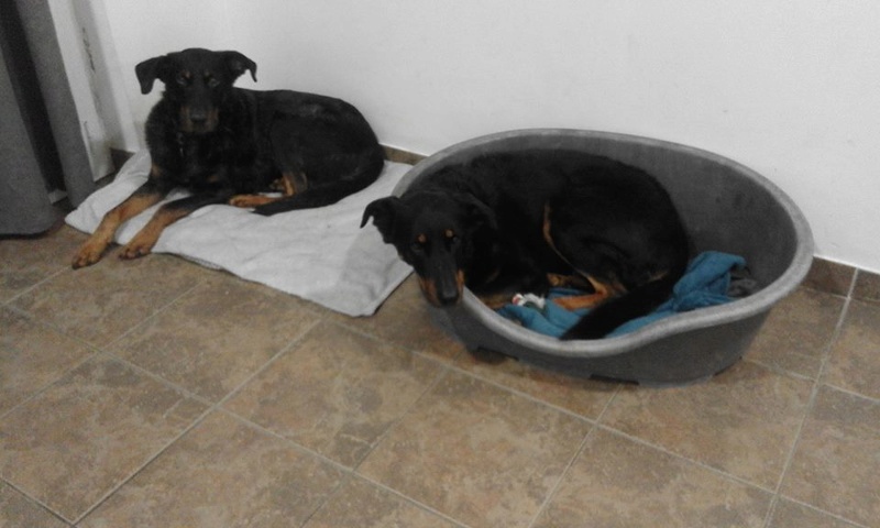 Emmy, femelle Beauceronne de 8 ans Emmy710