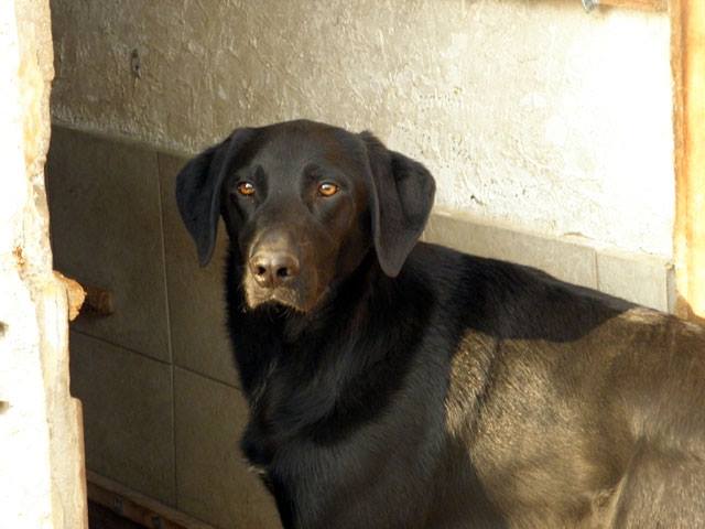 Eva, femelle Beauceronne née en 2009 ( adoptée)& Morissey (son fils) mâle croisé border, né en 2015 Moriss10