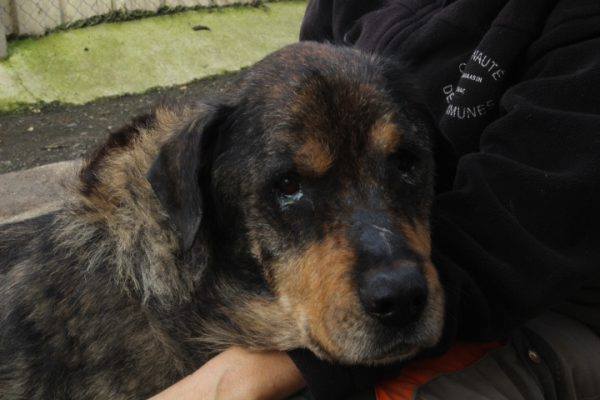 Rocky, croisé Beauceron, né en juin 2008 Rocky_10