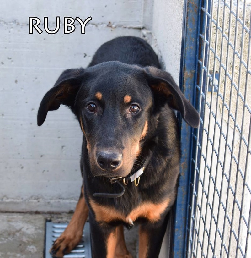Ruby, chiot mâle, croisé beauceron, né le 01 juin 2017 Ruby410