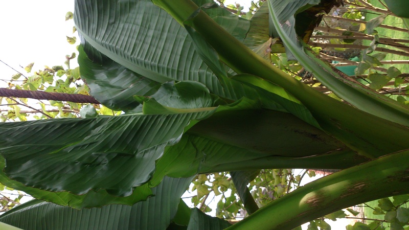 Bananengewächse (Musaceae) - Seite 6 17102310