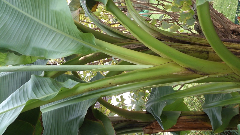 Bananengewächse (Musaceae) - Seite 6 17102312
