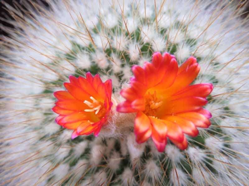 Floraison de cactus Img_6411