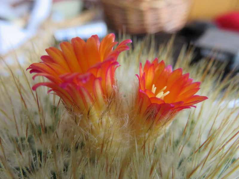 Floraison de cactus Img_6412