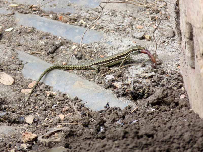 Petite visite fin d'après midi, lézard vert. Img_6818