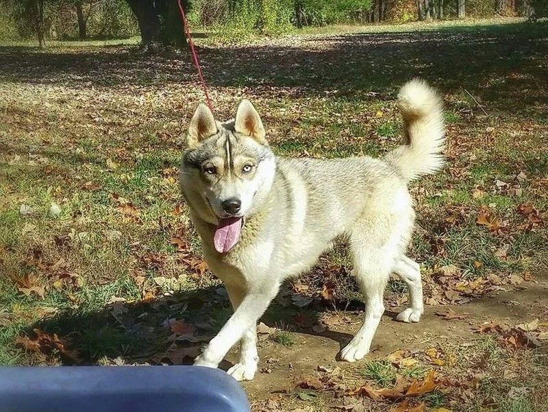 Help Husky Mom Harness/collar Issues Captur11