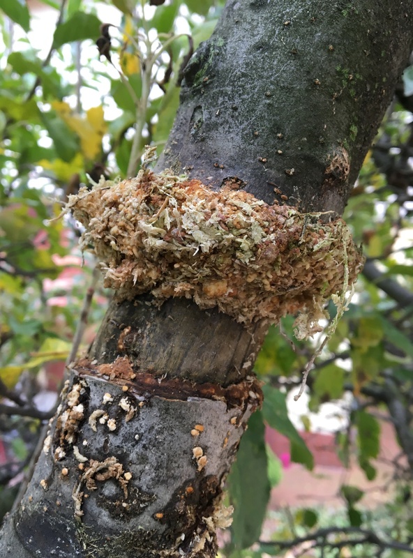 Airlayering an apple tree Img_0310