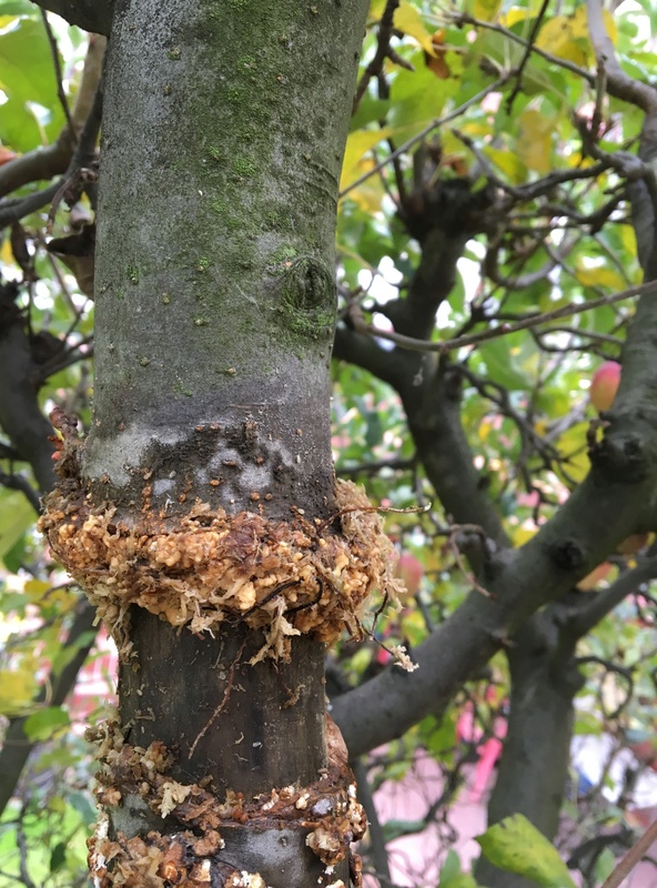 Airlayering an apple tree Img_0311