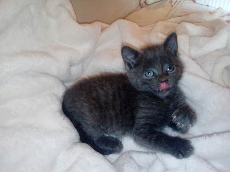 Oliver (chaton gris) Img_2012
