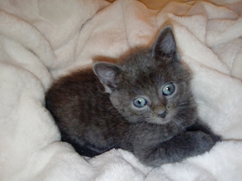Oliver (chaton gris) Img_2013