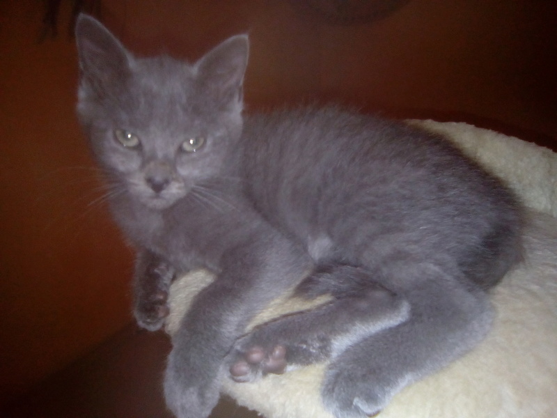 Oliver (chaton gris) Img_2014