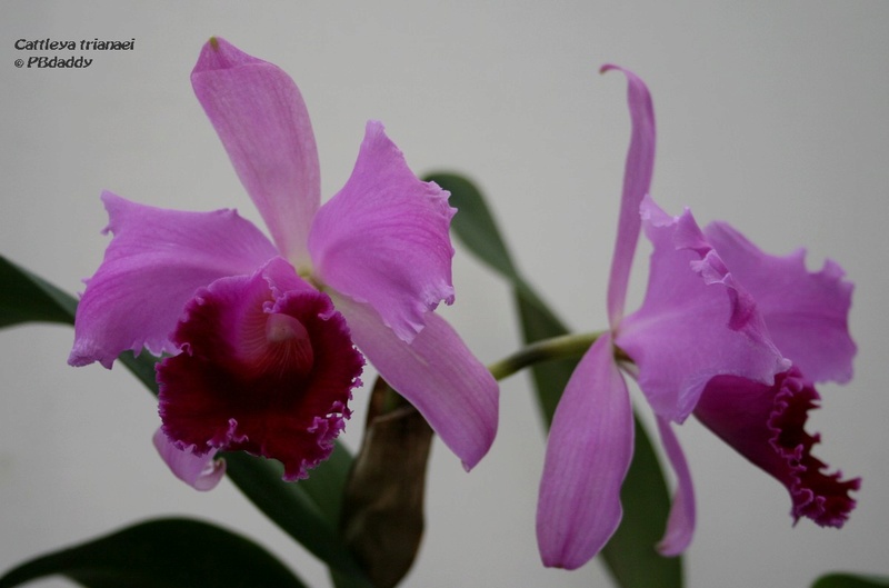 Cattleya trianaei Img_0015