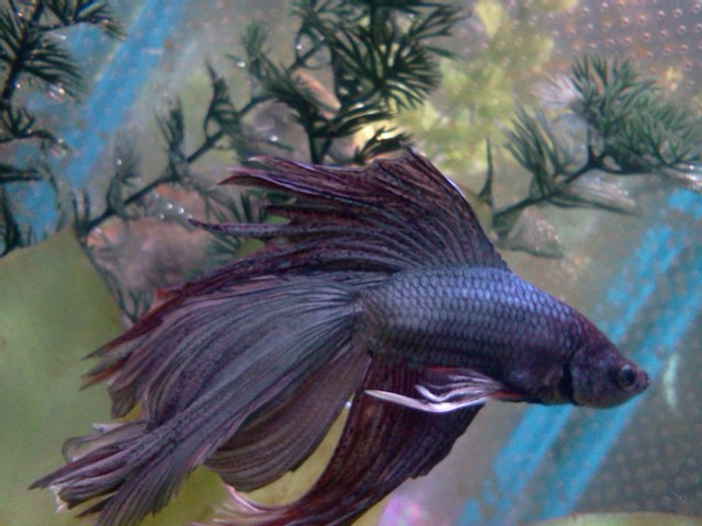 Betta Fish! 05010