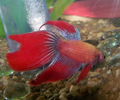 Betta Fish! 100_0711