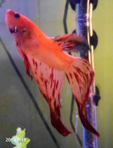 Betta Fish! 100_1511