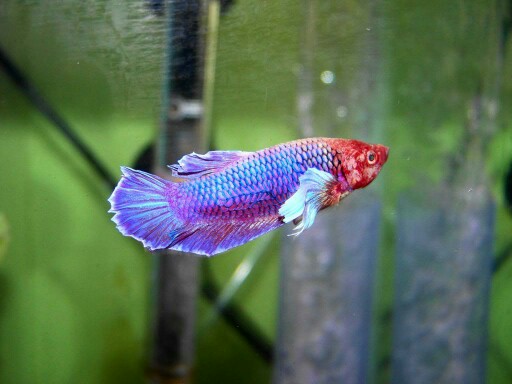 Betta Fish! 100_1710