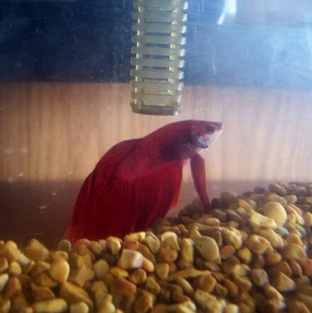 Betta Fish! 100_2110