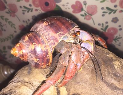 Land Hermit Crabs 39c44710