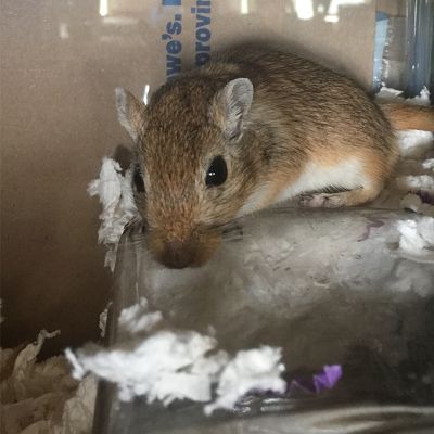 Gerbil 57d23e10