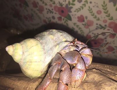 Land Hermit Crabs 600f0210