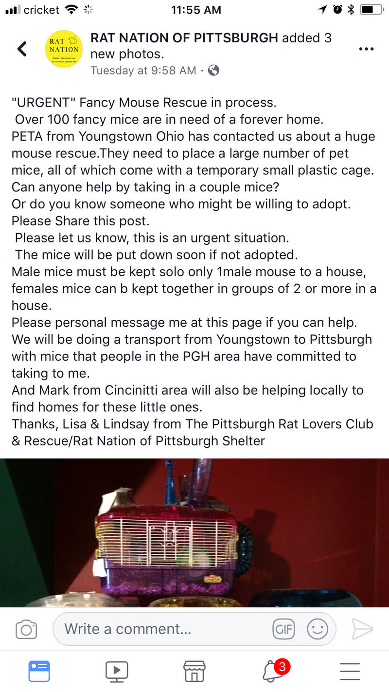 Mice In Youngstown, Ohio or Pittsburgh, PA (just passing info along) 63407910