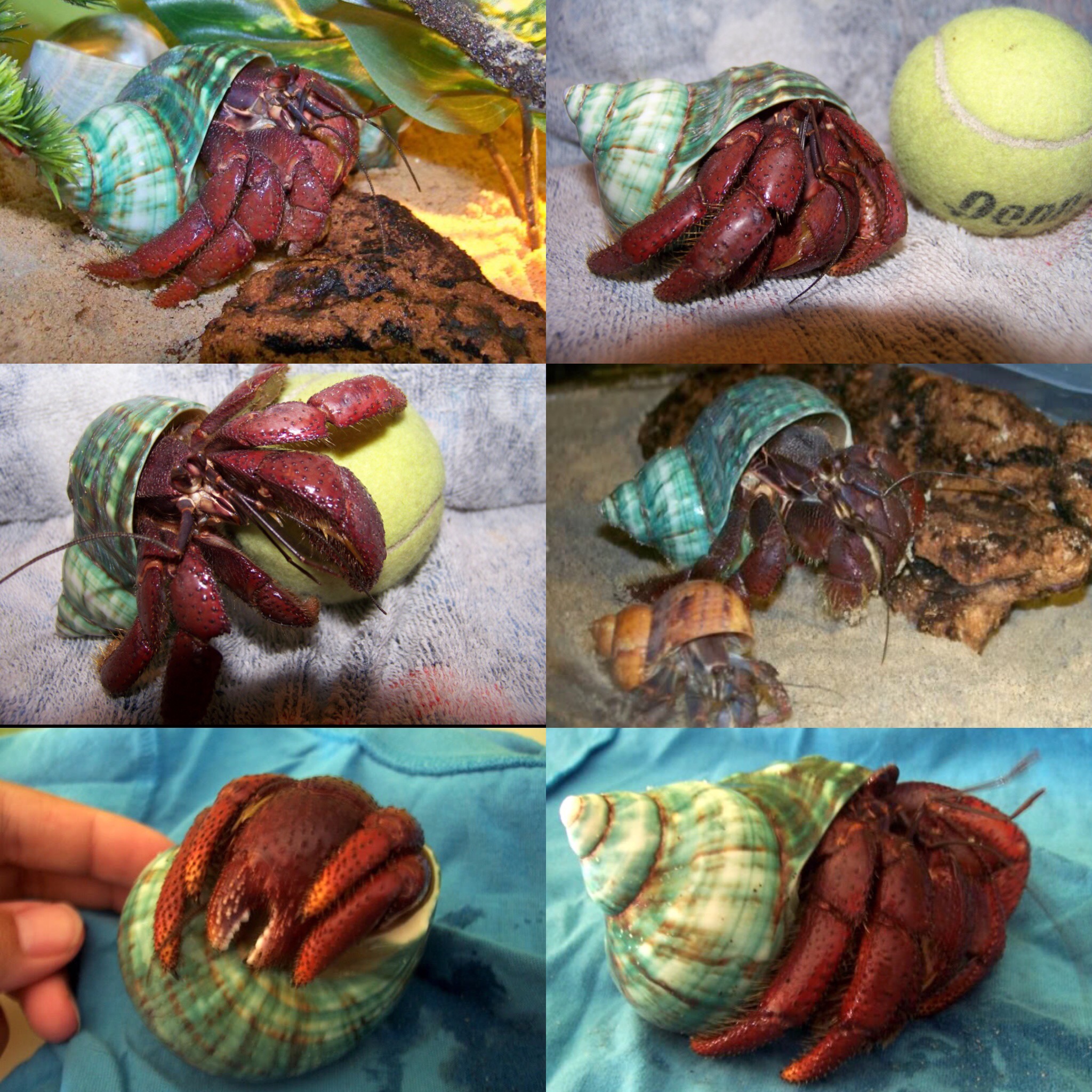 Land Hermit Crabs 6b404310