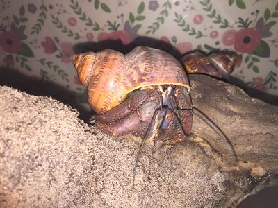 Land Hermit Crabs 904aa510