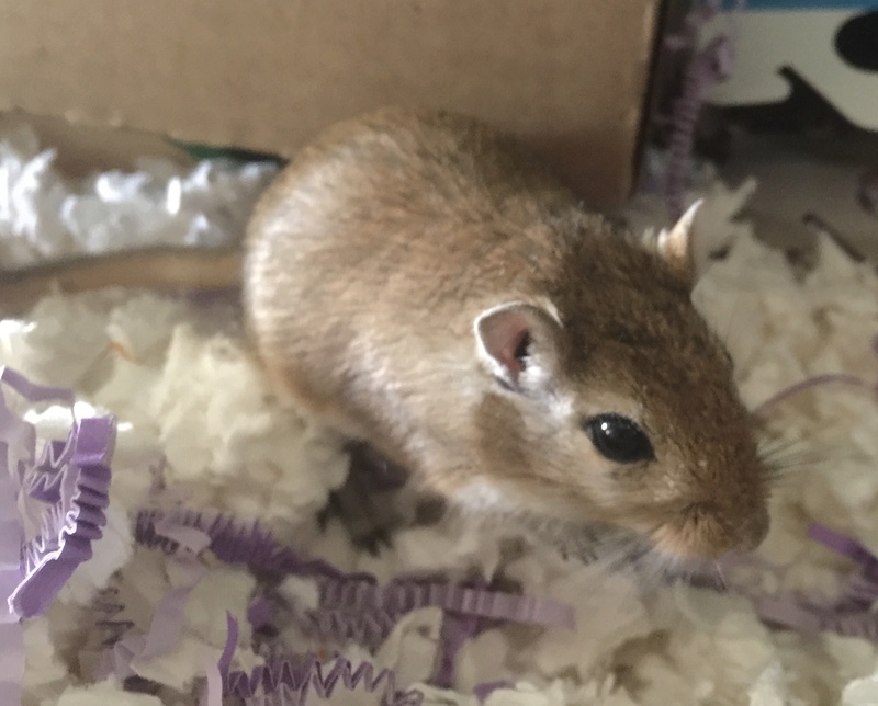 Gerbil Aa671c10