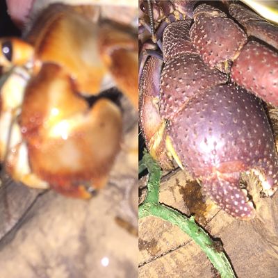 Land Hermit Crabs E4685010