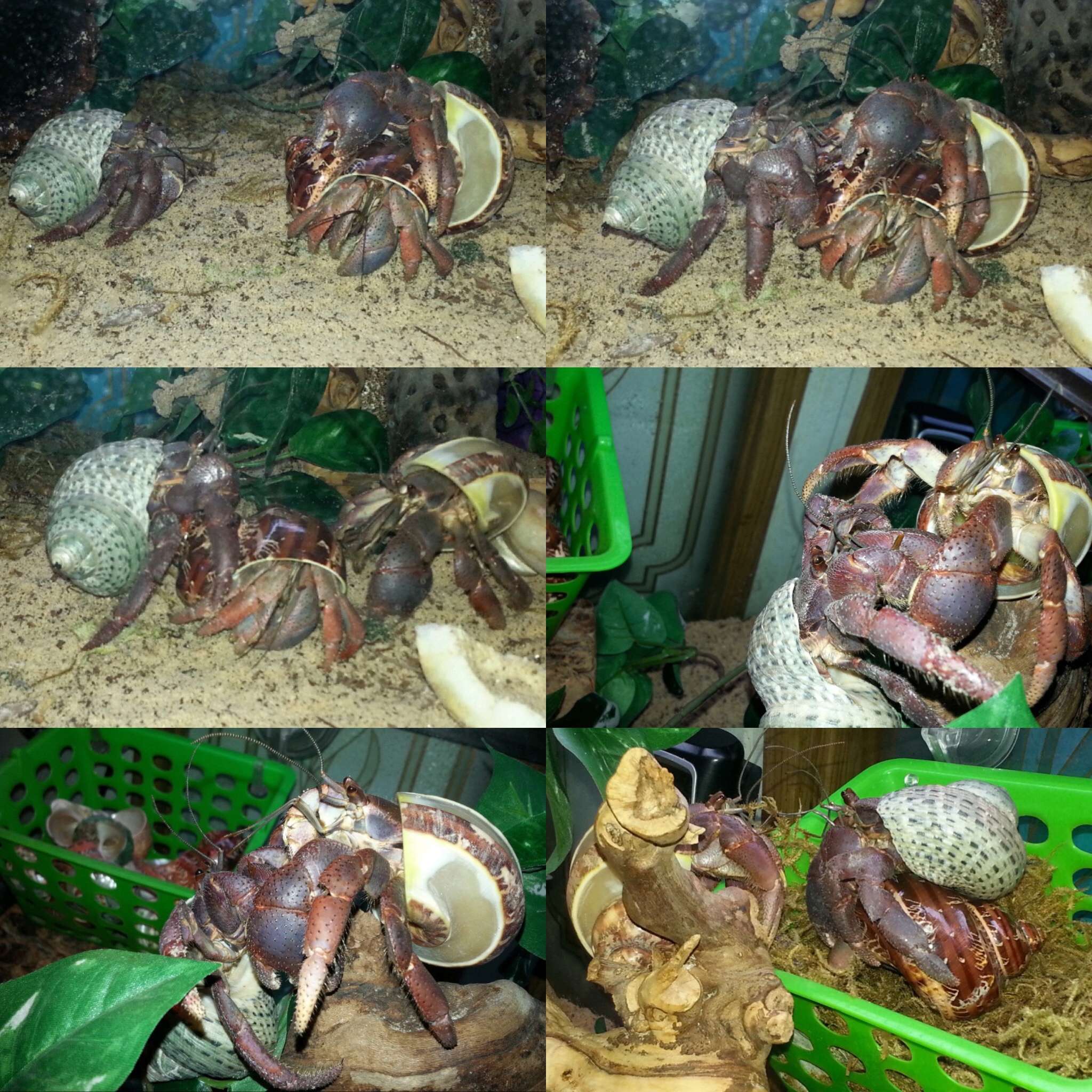 Land Hermit Crabs Eb106510