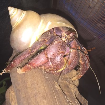 Land Hermit Crabs Ebb8ca10