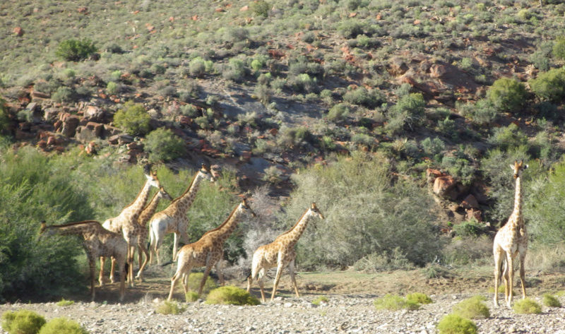 Cansas en Afrique du Sud ! Az5510