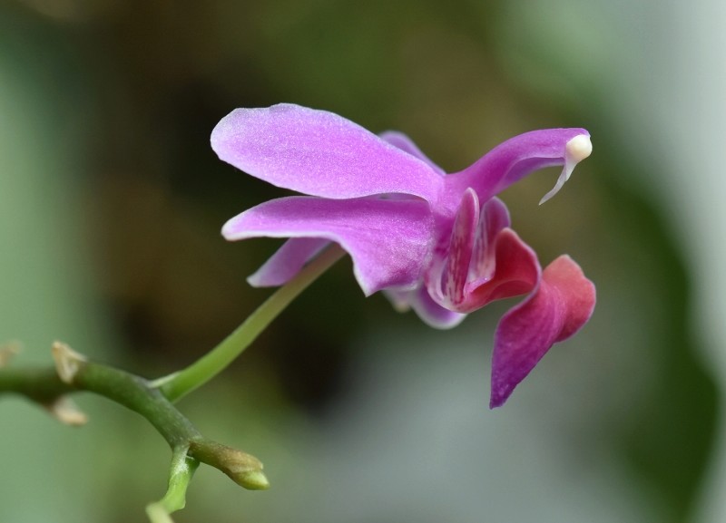 Phalaenopsis pulcherrima x equestris (Purple Gem) Nr_13710