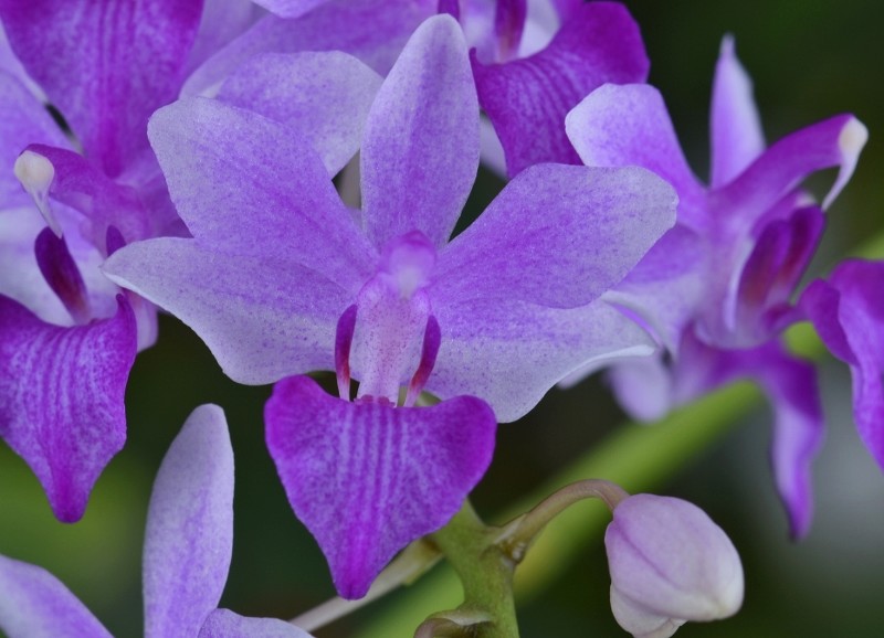 Phalaenopsis pulcherrima x equestris (Purple Gem) Nr_19_12