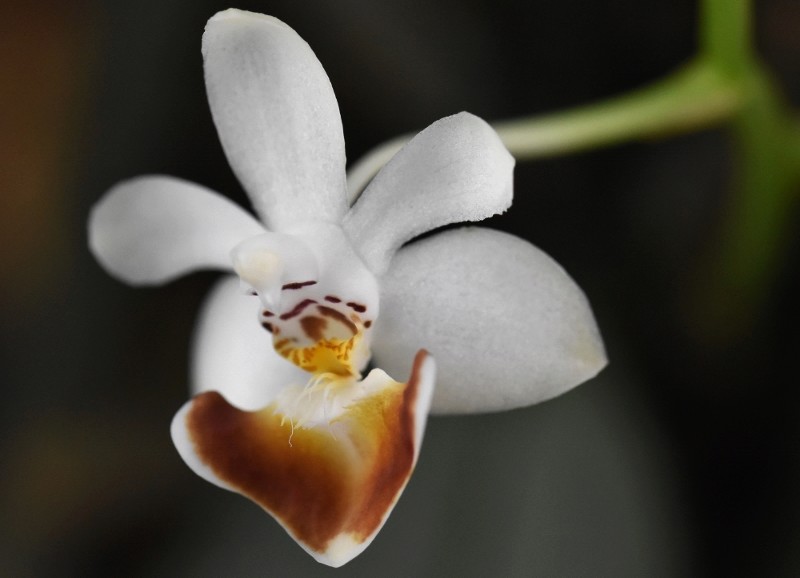 Phalaenopsis parishii X malipoensis (Sacha) Nr_28710