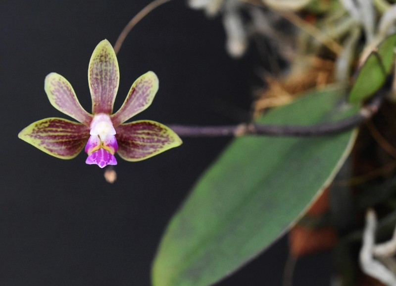 Phalaenopsis braceana x finleyi (Lea Mini) Nr_29610