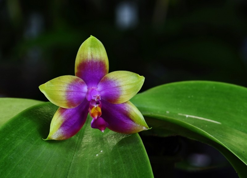 Phalaenopsis violacea x amboinensis (Princess Kaiulani)  Nr_33910