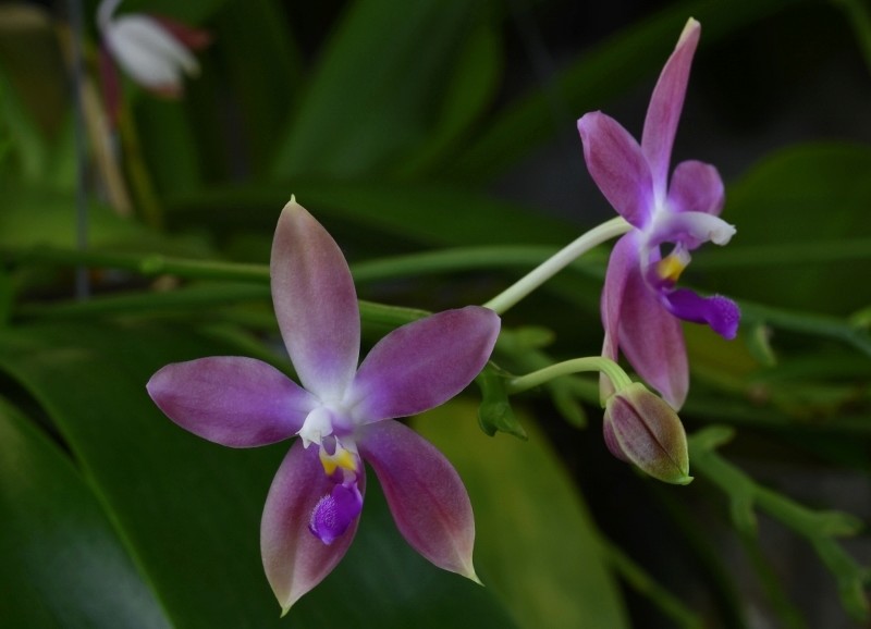 Phalaenopsis tetraspis x violacea (Jennifer Palermo) oder Phal. speciosa x violacea (Germaine Vincent) - Seite 3 Nr_45613