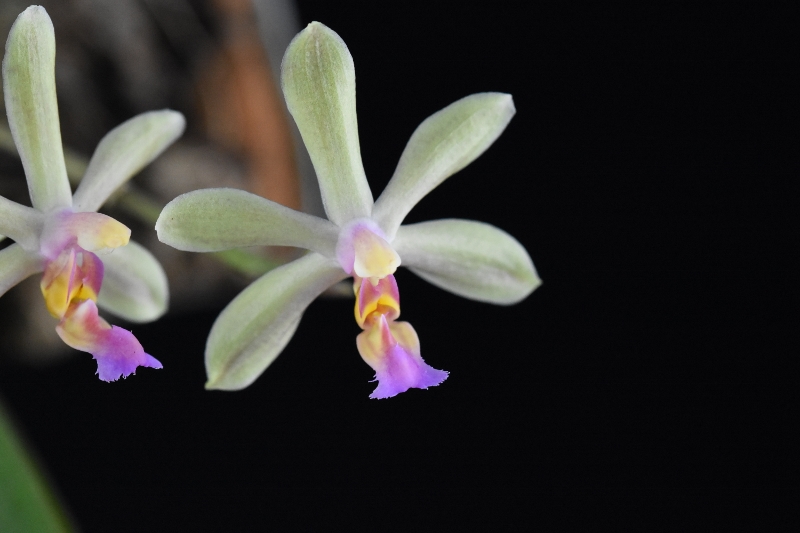 Phalaenopsis mannii x wilsonii (Isabelle Dream) Nr_46311