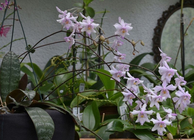 Phalaenopsis schilleriana x lindenii (Phalaenopsis Baguio) Nr_47111