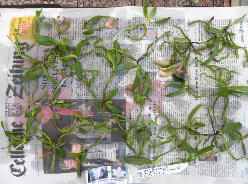 Phalaenopsis schilleriana x lindenii (Phalaenopsis Baguio) Nr_47114