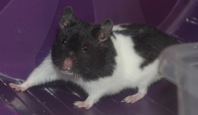 Meet Domino, my new hammy! Img_2910