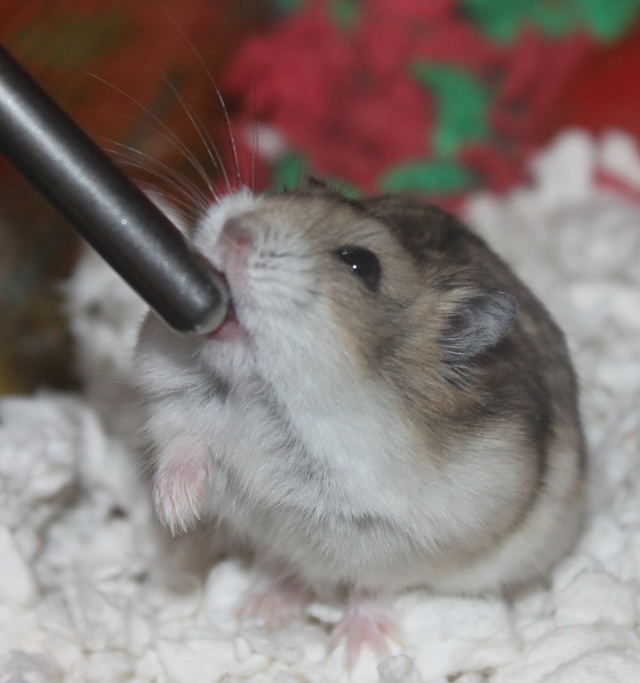 Rest in peace, Flint the hamster ♥ Img_9116