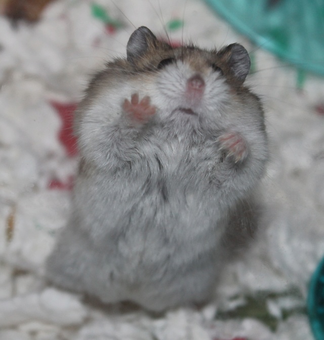 Rest in peace, Flint the hamster ♥ Img_9117