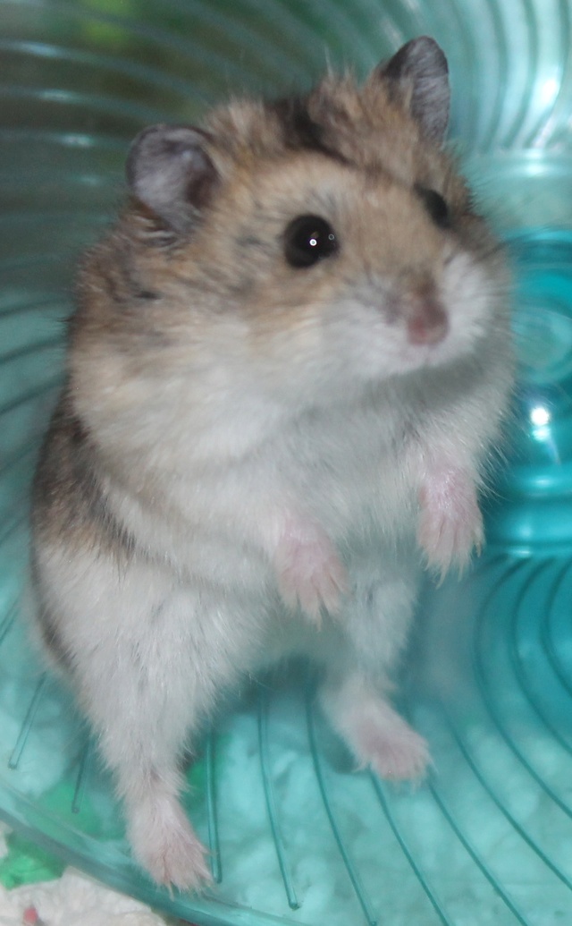 Rest in peace, Flint the hamster ♥ Img_9224